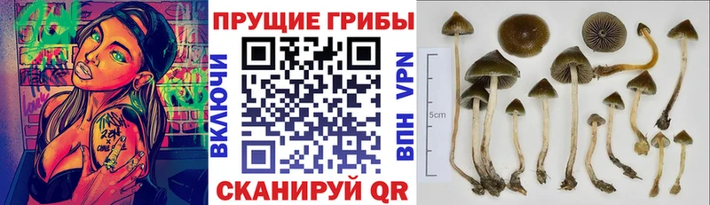 Псилоцибиновые грибы прущие грибы  где купить наркоту  Заринск 